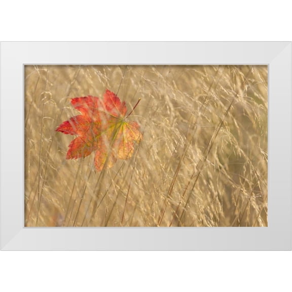 Paulson, Don 14x11 White Modern Wood Framed Museum Art Print Titled - WA, Seabeck Vine maple leaf caught in fall grass