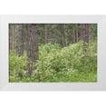 thumbnail image 1 of Paulson, Don 14x11 White Modern Wood Framed Museum Art Print Titled - Washington, Palouse Hills, flowering ninebark, 1 of 4