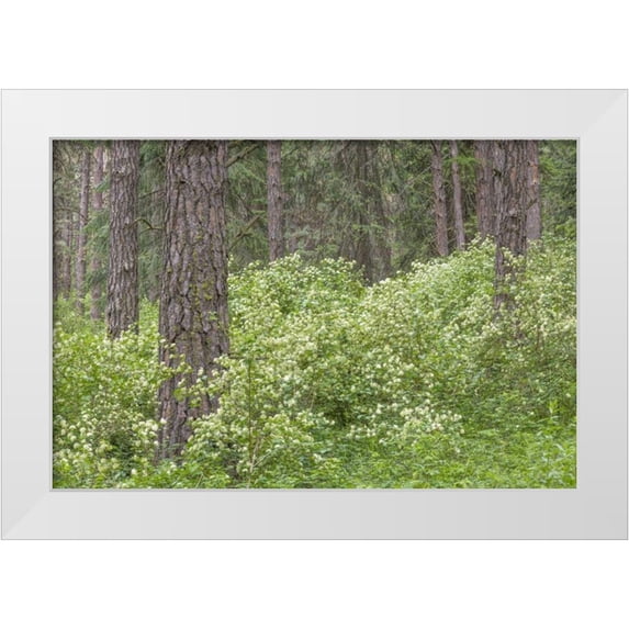 Paulson, Don 14x11 White Modern Wood Framed Museum Art Print Titled - Washington, Palouse Hills, flowering ninebark