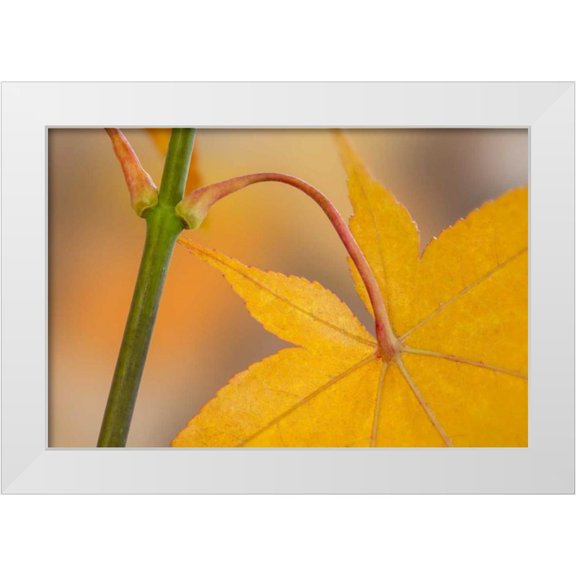 Paulson, Don 14x11 White Modern Wood Framed Museum Art Print Titled - Washington, Seabeck Maple leaf in autumn color