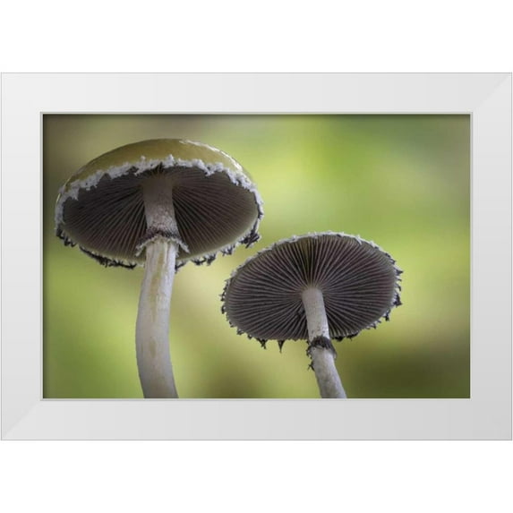 Paulson, Don 14x11 White Modern Wood Framed Museum Art Print Titled - Washington, Seabeck Underside of mushrooms