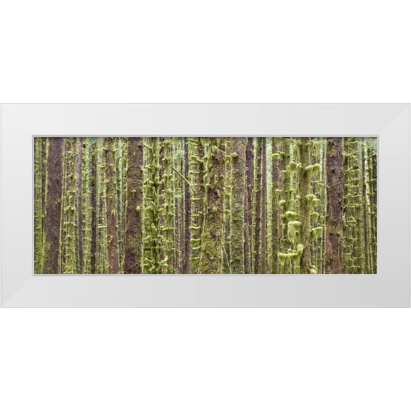Paulson, Don 14x8 White Modern Wood Framed Museum Art Print Titled - WA, Olympic NP Trees in Hoh River Rainforest