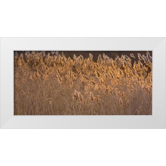 Paulson, Don 14x9 White Modern Wood Framed Museum Art Print Titled - New Mexico, Bosque del Apache Backlit grasses