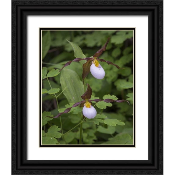 Paulson, Don 15x18 Black Ornate Wood Framed with Double Matting Museum Art Print Titled - WA, Kamiak Butte Co Park Lady slipper orchids