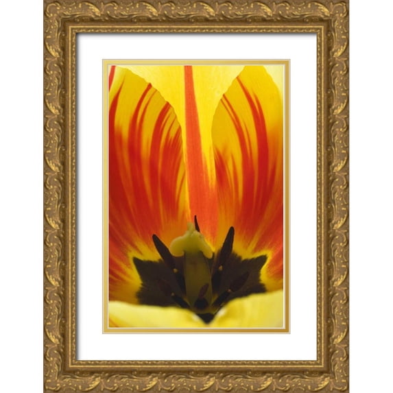Paulson, Don 17x24 Gold Ornate Wood Framed with Double Matting Museum Art Print Titled - Detail of Rembrandt tulip flower