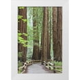 thumbnail image 1 of Paulson, Don 17x24 White Modern Wood Framed Museum Art Print Titled - California Trail through Muir Woods NM in spring, 1 of 4