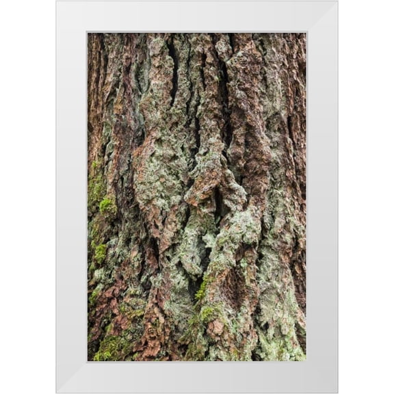 Paulson, Don 17x24 White Modern Wood Framed Museum Art Print Titled - Washington, Olympics Old growth Douglas fir bark