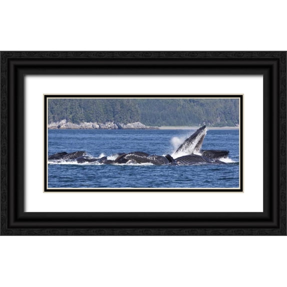 Paulson, Don 18x11 Black Ornate Wood Framed with Double Matting Museum Art Print Titled - Alaska, Freshwater Bay Humpback whales feeding