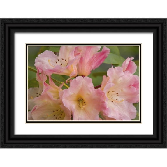 Paulson, Don 18x13 Black Ornate Wood Framed with Double Matting Museum Art Print Titled - Close-up of pink rhododendron blossoms