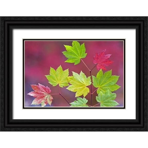 Paulson, Don 18x13 Black Ornate Wood Framed with Double Matting Museum Art Print Titled - OR, Willamette NF Vine maple leaves in autumn