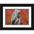 thumbnail image 1 of Paulson, Don 18x13 Black Ornate Wood Framed with Double Matting Museum Art Print Titled - OR, Willamette NF Vine maple tree stump, autumn, 1 of 4