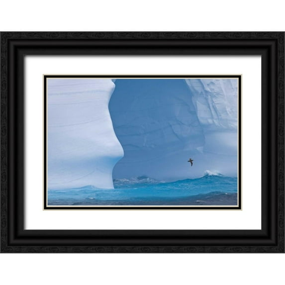 Paulson, Don 18x13 Black Ornate Wood Framed with Double Matting Museum Art Print Titled - South Georgia Island Albatross by an iceberg