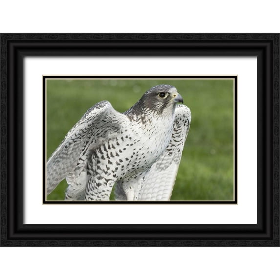 Paulson, Don 18x13 Black Ornate Wood Framed with Double Matting Museum Art Print Titled - USA,Washington,Seattle Close-up of Gyrfalcon