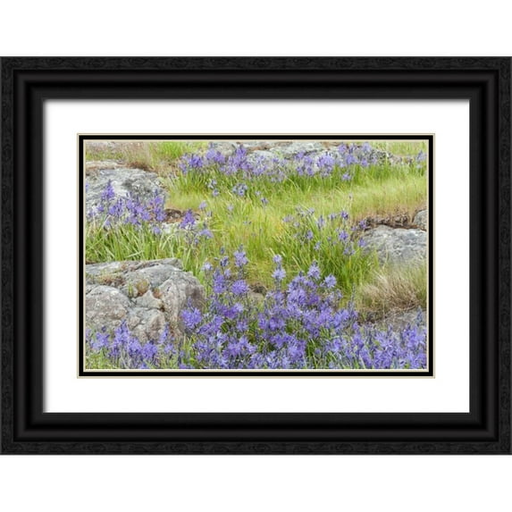Paulson, Don 18x13 Black Ornate Wood Framed with Double Matting Museum Art Print Titled - WA, Yellow Island Flowers surround boulders