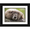 thumbnail image 1 of Paulson, Don 18x13 Black Ornate Wood Framed with Double Matting Museum Art Print Titled - Washington, North Cascades, Cascade Pass Marmot, 1 of 4