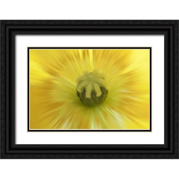 Paulson, Don 18x13 Black Ornate Wood Framed with Double Matting Museum Art Print Titled - Washington, Seabeck Abstract inside poppy flower