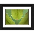 thumbnail image 1 of Paulson, Don 18x13 Black Ornate Wood Framed with Double Matting Museum Art Print Titled - Washington, Seabeck Oregon grape plant, 1 of 4