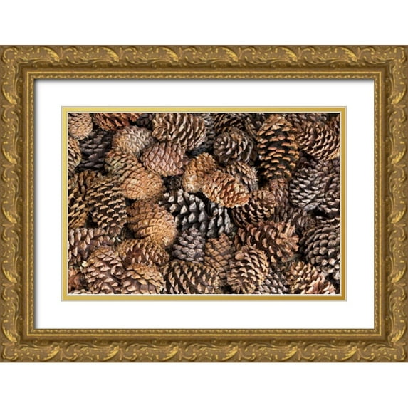 Paulson, Don 18x13 Gold Ornate Wood Framed with Double Matting Museum Art Print Titled - California, Inyo NF Bristlecone tree pine cones