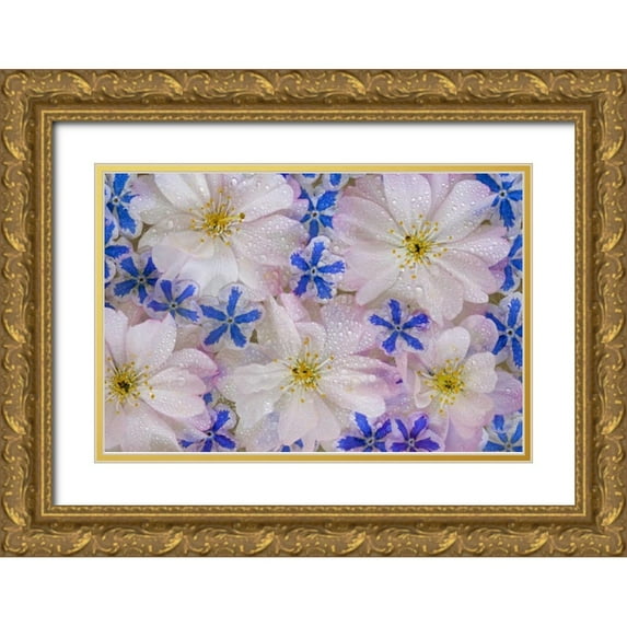 Paulson, Don 18x13 Gold Ornate Wood Framed with Double Matting Museum Art Print Titled - Cherry blossoms and blue flowers with dew