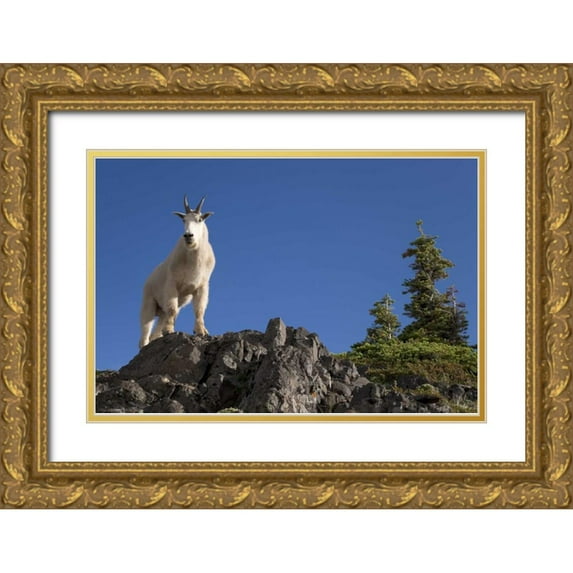 Paulson, Don 18x13 Gold Ornate Wood Framed with Double Matting Museum Art Print Titled - Olympic NP, Klahhane Ridge Male mountain goat