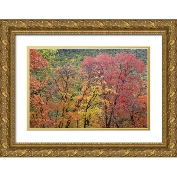 Paulson, Don 18x13 Gold Ornate Wood Framed with Double Matting Museum Art Print Titled - Texas, Guadalupe Mountains NP McKittrick Canyon