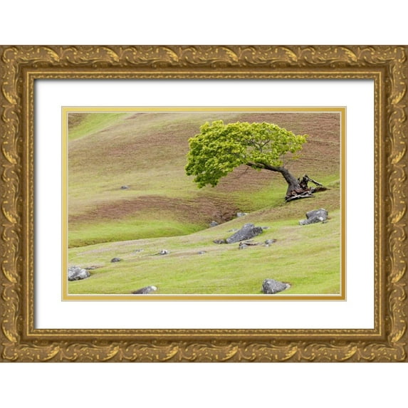 Paulson, Don 18x13 Gold Ornate Wood Framed with Double Matting Museum Art Print Titled - WA, San Juans Maple tree scenic on Spieden Isl