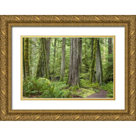 Paulson, Don 18x13 Gold Ornate Wood Framed with Double Matting Museum Art Print Titled - Washington, Olympic NP Barnes Creek Trail forest