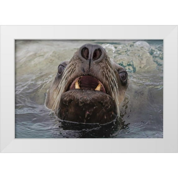 Paulson, Don 18x13 White Modern Wood Framed Museum Art Print Titled - Alaska Stellar sea lion face in water