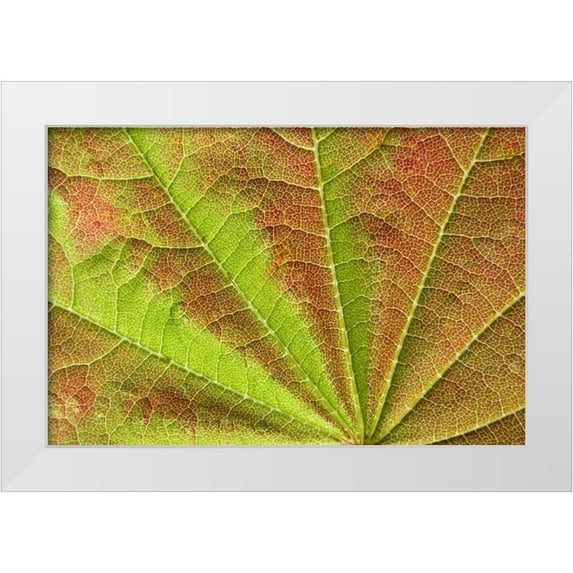 Paulson, Don 18x13 White Modern Wood Framed Museum Art Print Titled - Close-up of vein pattern on maple leaf