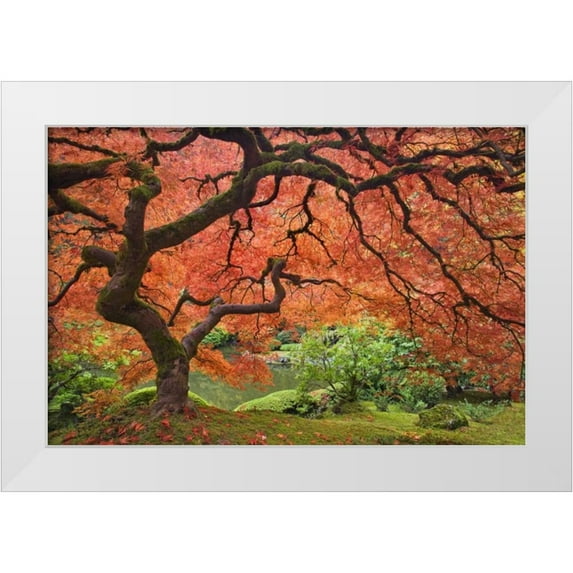 Paulson, Don 18x13 White Modern Wood Framed Museum Art Print Titled - OR, Portland Japanese maple tree next to a pond