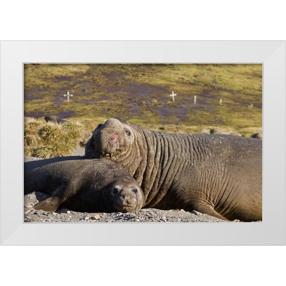 Paulson, Don 18x13 White Modern Wood Framed Museum Art Print Titled - South Georgia Isl Bull elephant seal with harem