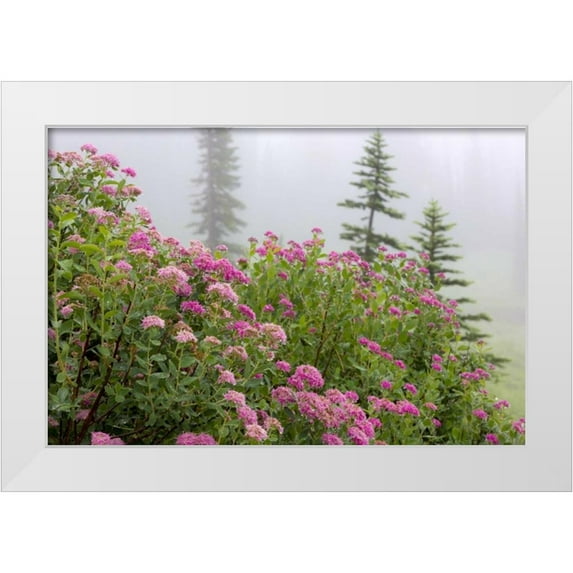 Paulson, Don 18x13 White Modern Wood Framed Museum Art Print Titled - Washington, Mount Rainier NP Wildflowers