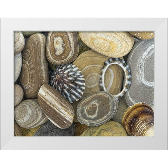 Paulson, Don 18x15 White Modern Wood Framed Museum Art Print Titled - Washington, Seabeck Beach stones and shells