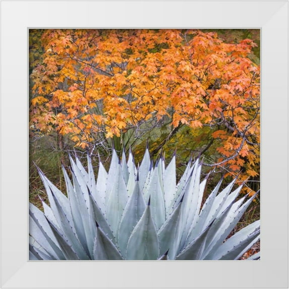 Paulson, Don 20x20 White Modern Wood Framed Museum Art Print Titled - Texas, Guadalupe Mountains NP McKittrick Canyon