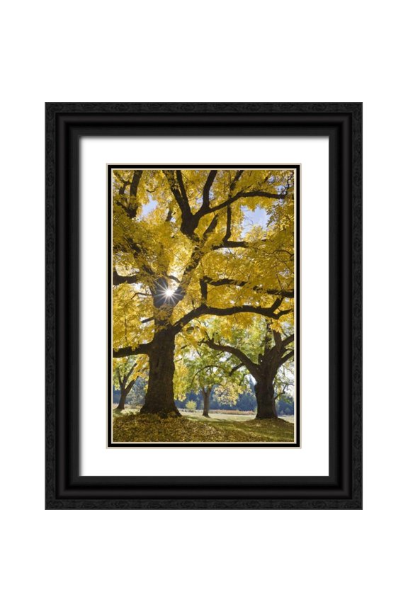 Paulson, Don 23x32 Black Ornate Wood Framed with Double Matting Museum Art Print Titled - Oregon, Joseph H Stewart Walnut tree in autumn