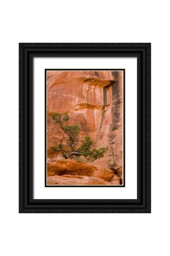 Paulson, Don 23x32 Black Ornate Wood Framed with Double Matting Museum Art Print Titled - UT, Long Canyon A juniper tree against the cliff