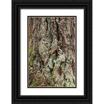 Paulson, Don 23x32 Black Ornate Wood Framed with Double Matting Museum Art Print Titled - Washington, Olympics Old growth Douglas fir bark