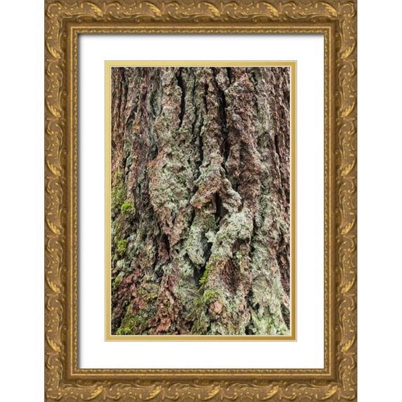 Paulson, Don 23x32 Gold Ornate Wood Framed with Double Matting Museum Art Print Titled - Washington, Olympics Old growth Douglas fir bark