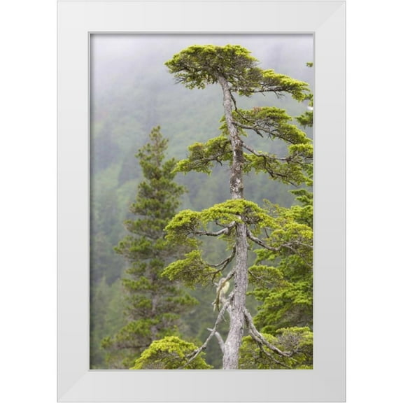 Paulson, Don 23x32 White Modern Wood Framed Museum Art Print Titled - Alaska, Glacier Bay NP Scenic of hemlock tree