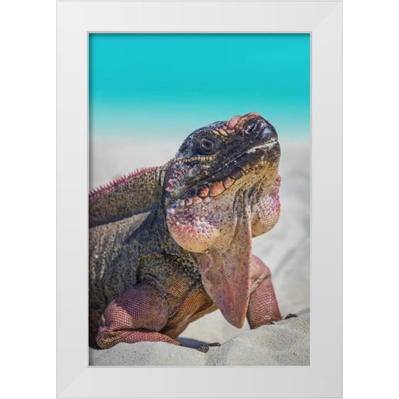 Paulson, Don 23x32 White Modern Wood Framed Museum Art Print Titled - Bahamas, Exuma Island Iguana on beach