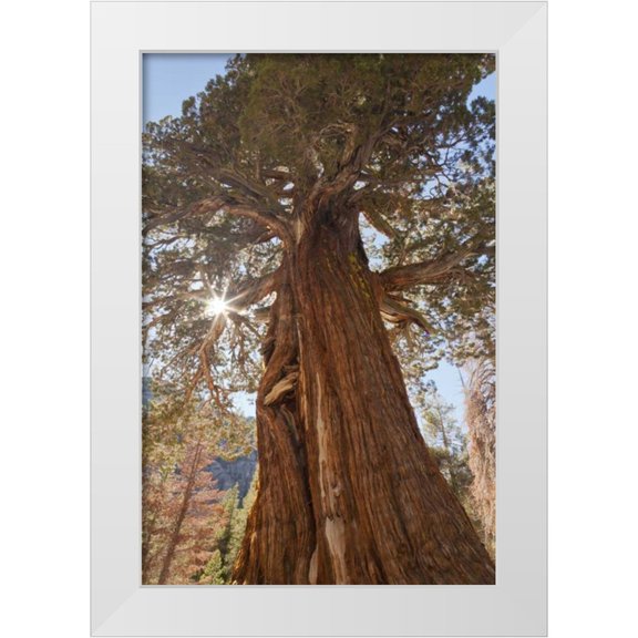 Paulson, Don 23x32 White Modern Wood Framed Museum Art Print Titled - CA, Inyo NF Juniper tree on Shadow Lake trail