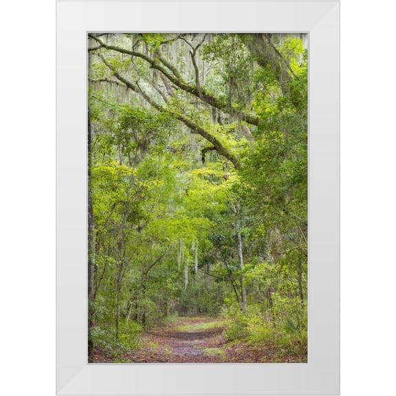 Paulson, Don 23x32 White Modern Wood Framed Museum Art Print Titled - SC, Edisto Beach SP Oak trees line trail