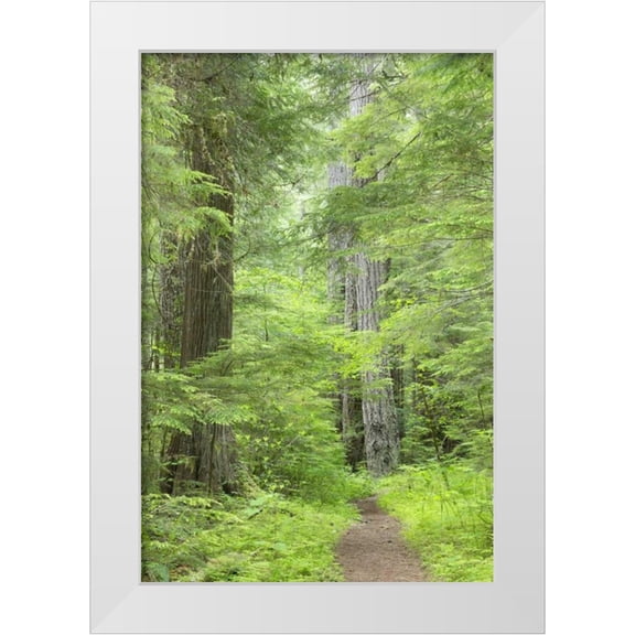 Paulson, Don 23x32 White Modern Wood Framed Museum Art Print Titled - WA, Olympic NF Lower Big Quilcene River Trail