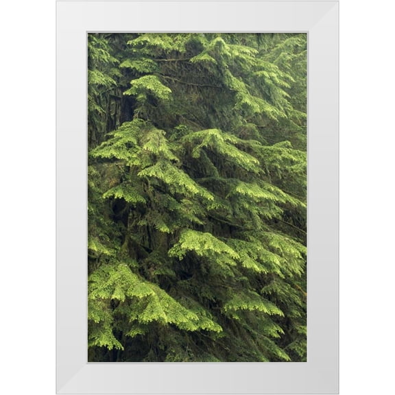 Paulson, Don 23x32 White Modern Wood Framed Museum Art Print Titled - Washington, Olympic NP Western hemlock tree