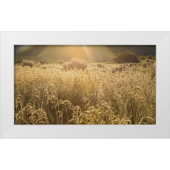 Paulson, Don 24x15 White Modern Wood Framed Museum Art Print Titled - Colorado Sunlight on fall grasses