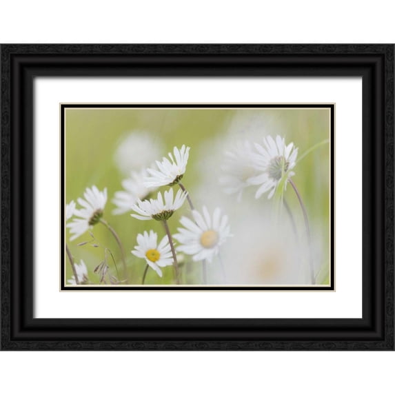 Paulson, Don 24x17 Black Ornate Wood Framed with Double Matting Museum Art Print Titled - Alaska, Glacier Bay Arctic daisies in Dundas Bay