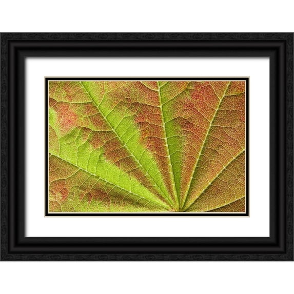 Paulson, Don 24x17 Black Ornate Wood Framed with Double Matting Museum Art Print Titled - Close-up of vein pattern on maple leaf