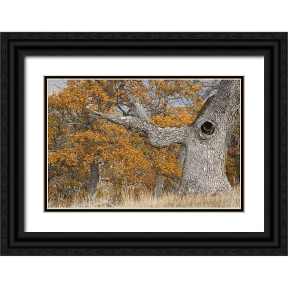 Paulson, Don 24x17 Black Ornate Wood Framed with Double Matting Museum Art Print Titled - Oregon, Mosier Old oak tree with large knot hole