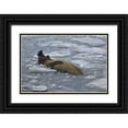 thumbnail image 1 of Paulson, Don 24x17 Black Ornate Wood Framed with Double Matting Museum Art Print Titled - South Georgia Island Bull elephant seal in sea, 1 of 4