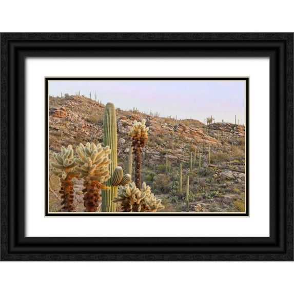 Paulson, Don 24x17 Black Ornate Wood Framed with Double Matting Museum Art Print Titled - USA, Arizona, Tucson Desert scenic in Saguaro NP